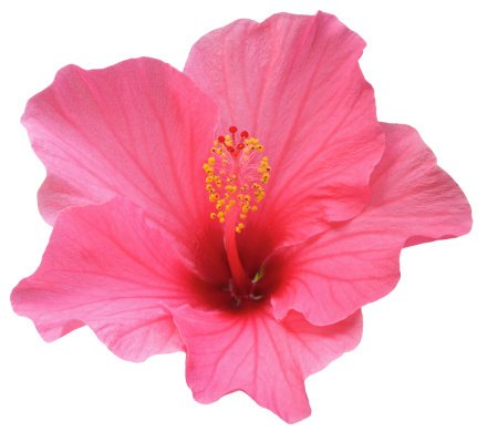 Hibiscus flower in perfect pink