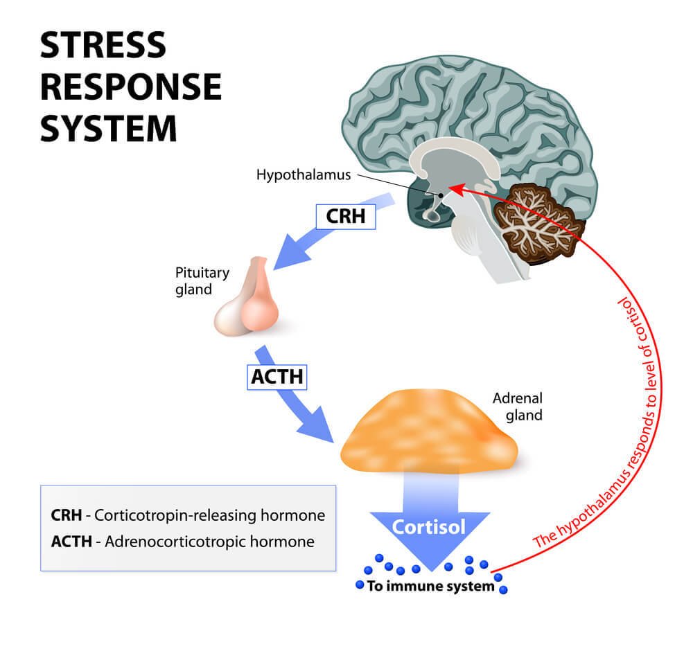 How the stress response system works